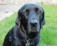 Jessop takes you to the Doggy Page