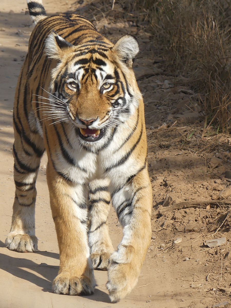 Siddhi the Tigress